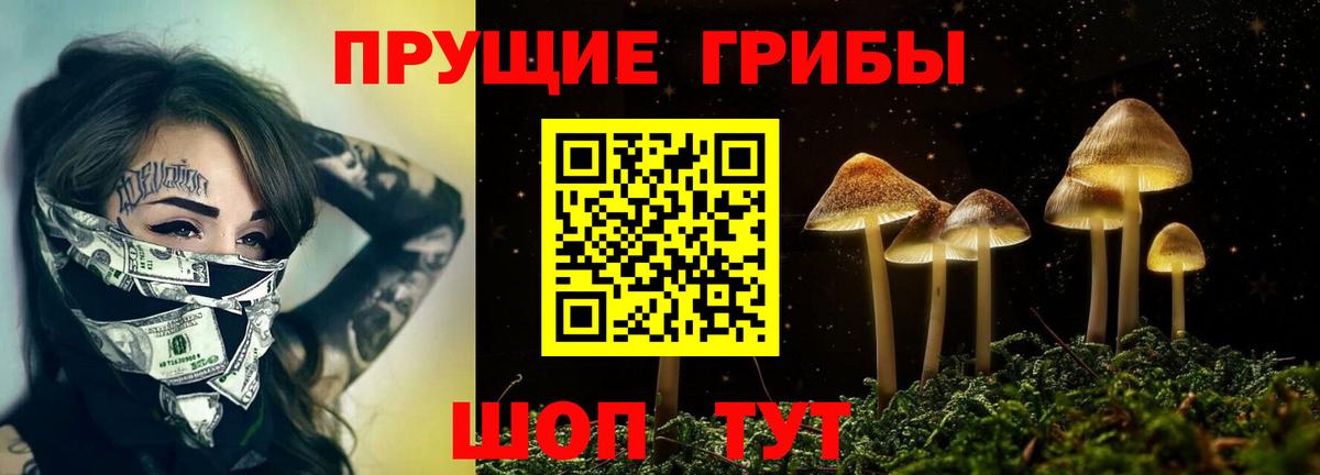 Псилоцибиновые грибы Psilocybe Десногорск